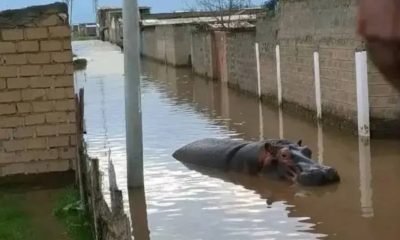 A worsening humanitarian crisis is unfolding along the shores of Lake Naivasha as rising water levels continue to displace hundreds of families, with over 500 households now homeless and more than 350 families stranded in deteriorating conditions.